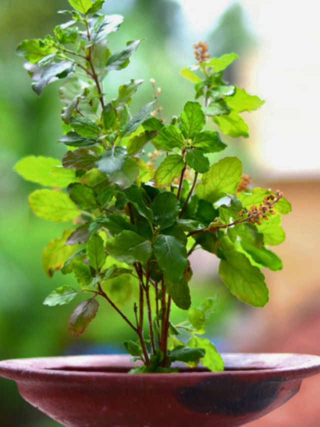 Is the Tulsi plant drying up? How can it be saved? Let’s find out.